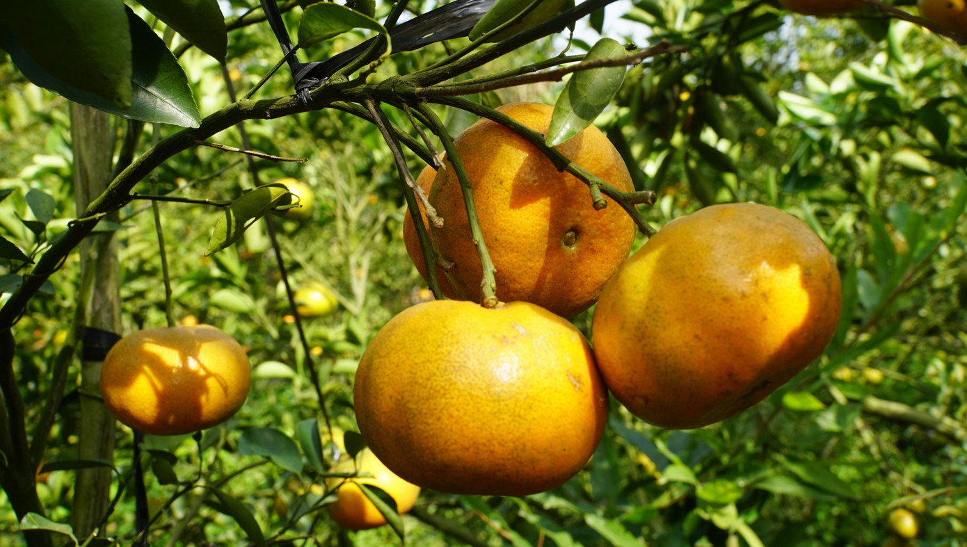 Đây cũng là lần đầu tiên tại Đồng Tháp diễn ra lễ hội quýt hồng nhằm tôn vinh, giới thiệu, quảng bá người trồng quýt hồng cũng như giá trị văn hóa, kinh tế cho các sản phẩm từ Quýt hồng Lai Vung. Qua đó góp phần phát triển du lịch, tạo dựng hình ảnh địa phương huyện Lai Vung. Ảnh: Hòa