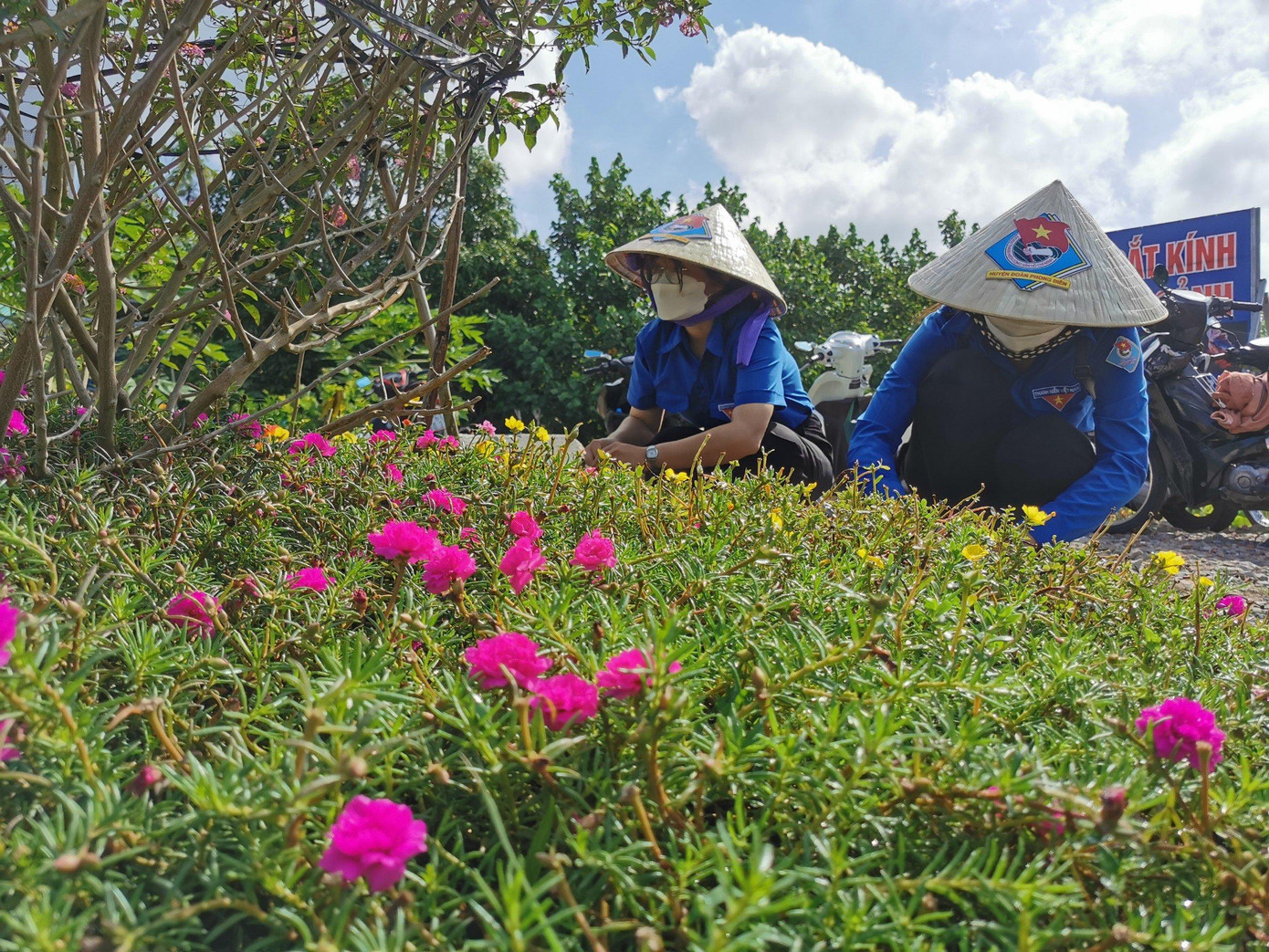 ĐVTN trồng cây bần góp phần hạn chế sạt lở bờ sông