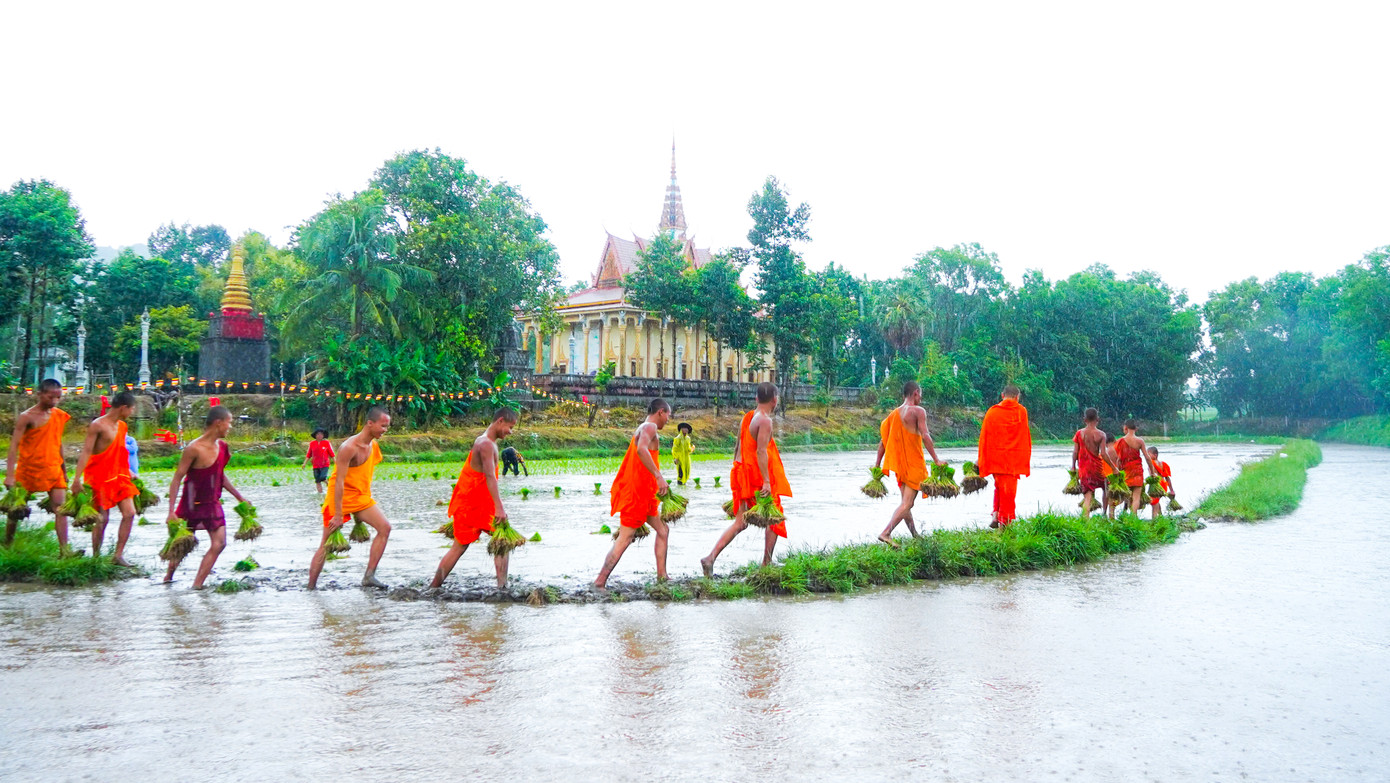 Các sư sãi trong chùa tham gia thi cấy mạ. Ảnh: PV Các sư sãi trong chùa tham gia thi cấy mạ. Ảnh: PV