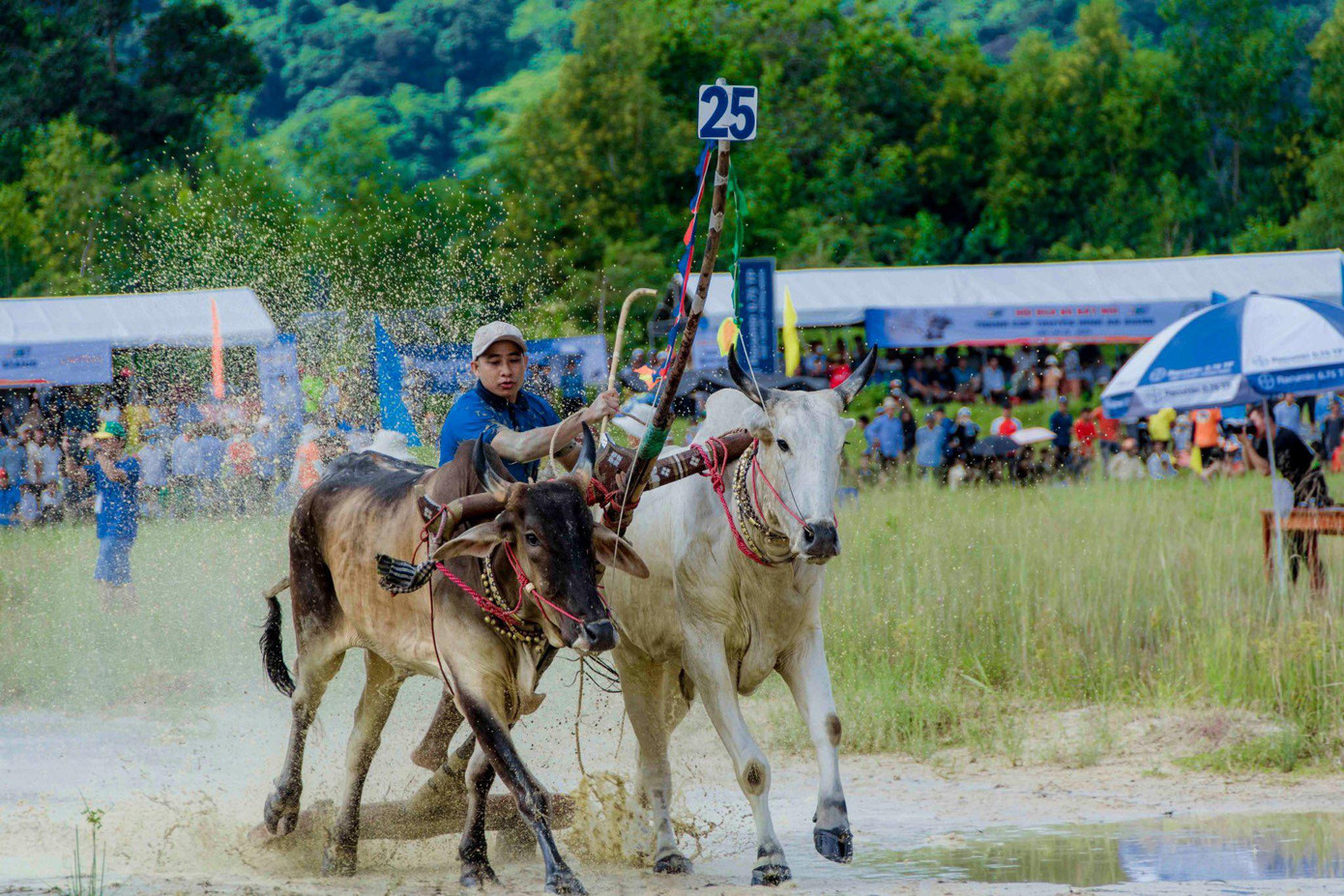 Nài bò điều khiển đôi bò về đích. Nài bò điều khiển đôi bò về đích.