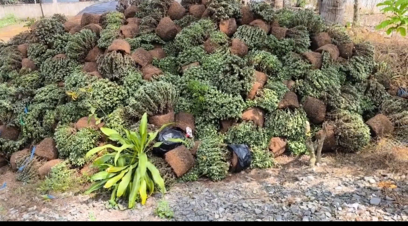 Cây không ra hoa, người dân nhổ vứt bỏ.