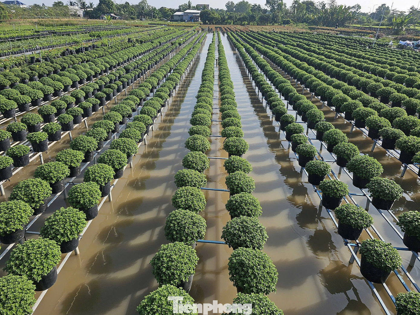 Cúc mâm xôi xanh mướt chuẩn bị phục vụ Tết nguyên đán 2025. Ảnh: Hòa Hội.