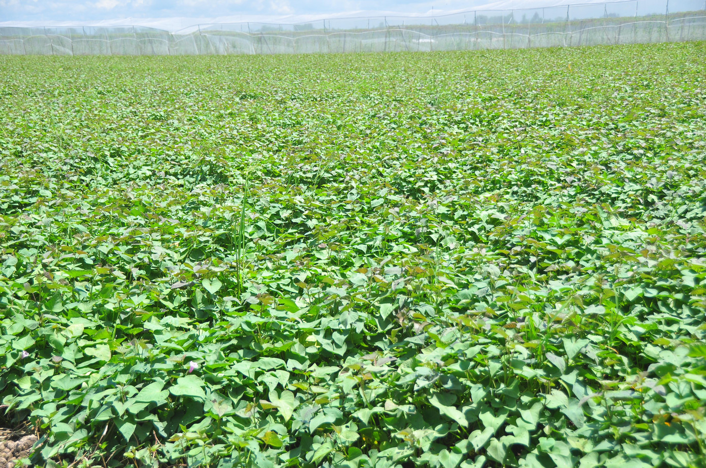 Ruộng khoai xanh mướt