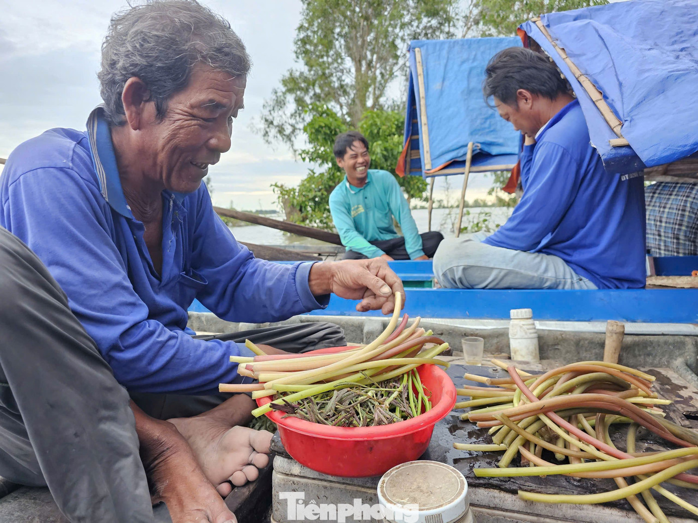Còn đồ mặn đã có tôm, các bắt từ đồng, rau từ bông súng, điên điển, rau nhút... cũng sẵn trên đồng, nên bữa ăn lúc nào cũng không thiếu món gì. Ảnh: Hòa Hội.