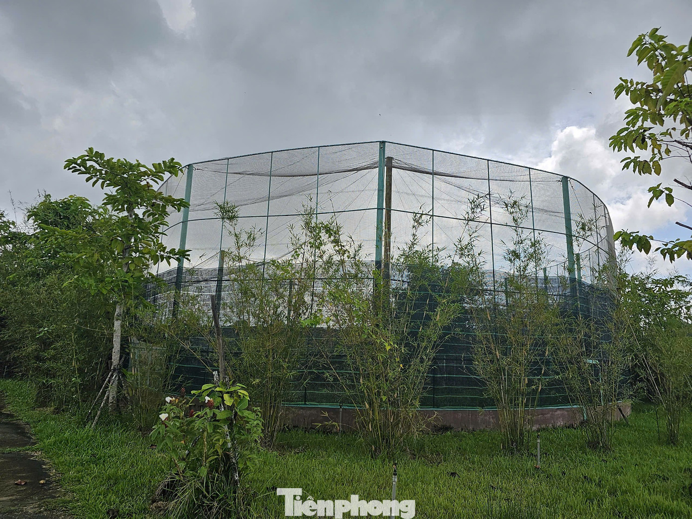 Đề án Bảo tồn và Phát triển sếu đầu đỏ giai đoạn 2022-2032 của UBND tỉnh Đồng Tháp đã ra đời với nhiều giải pháp thiết thực, trong đó, mục tiêu quan trọng nhất là mong muốn đàn sếu sớm quay trở về. Ảnh: Hòa Hội