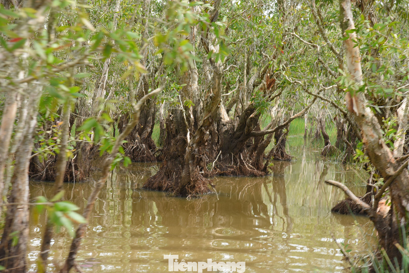 Trong vòng 10 năm (từ năm 2023 đến 2033), mục tiêu của dự án là nuôi thả 150 cá thể sếu với tối thiểu 100 cá thể sống sót. Đàn sếu thả ra sẽ có thể tự sinh sản và tự tồn tại ngoài tự nhiên.