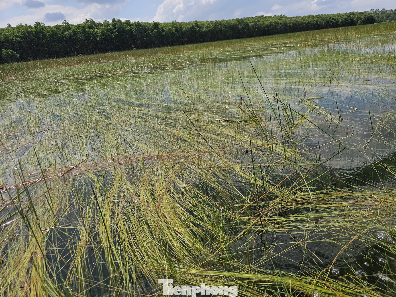 Năng kim, loại thức ăn cho sếu đầu đỏ được khôi phục tại Vườn Quốc gia Tràm Chim. Ảnh: Hòa Hội