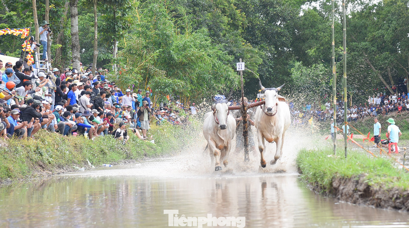 Lễ hội đua bò diễn ra tại khuôn viên chùa Rô (xã An Cư, thị xã Tịnh Biên). Ảnh: Hòa Hội.