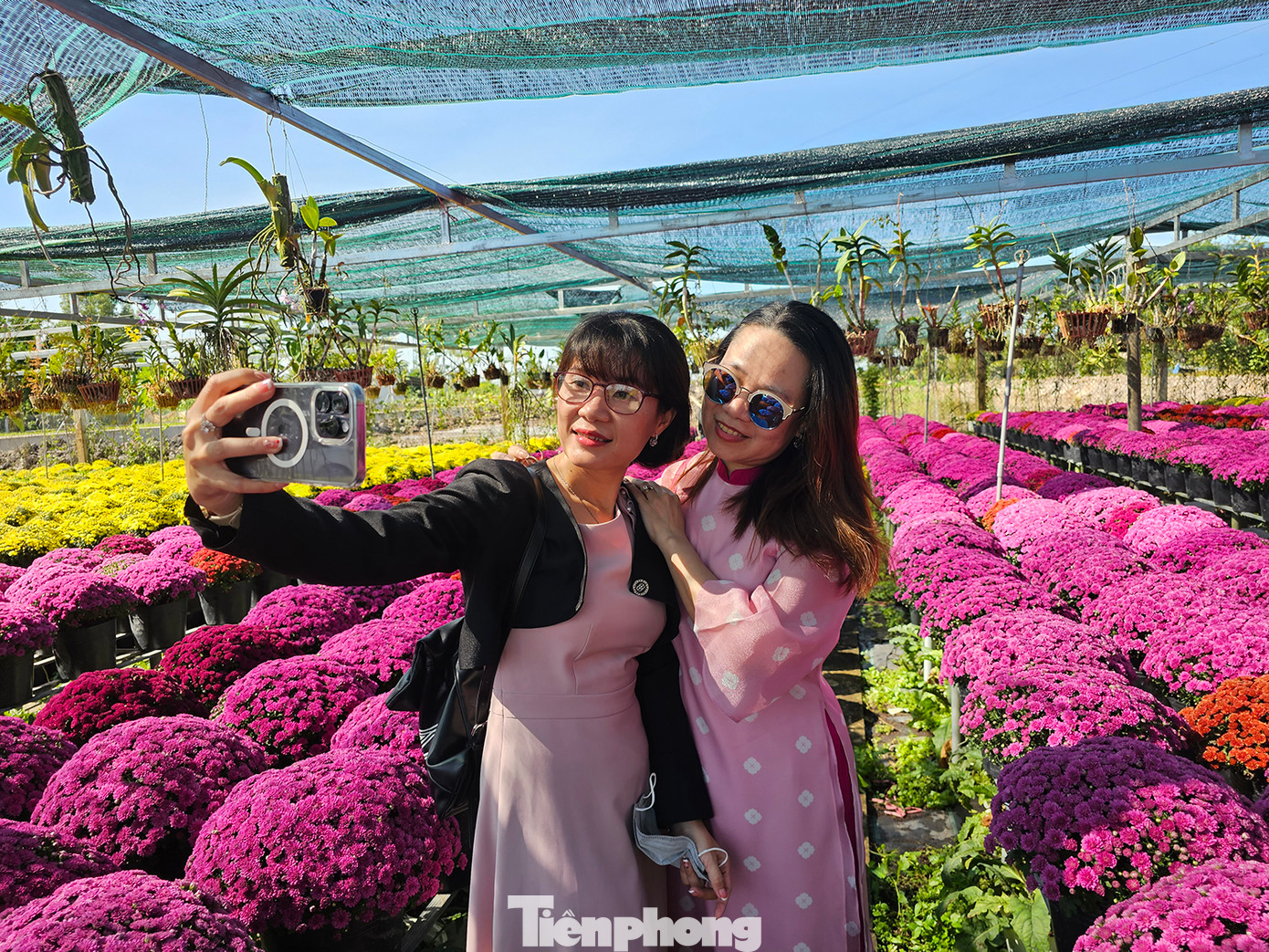 Ghi nhận của phóng viên Tiền Phong, tại Tổ hợp tác hoa kiểng khóm Tân An, phường An Hoà (Sa Đéc, Đồng Tháp) choáng ngợp trước vẻ đẹp của hoa cúc mâm xôi xuất xứ từ Hàn Quốc, thu hút nhiều người đến tham quan, chụp ảnh. Ảnh: Hòa Hội. Ghi nhận của phóng viên Tiền Phong, tại Tổ hợp tác hoa kiểng khóm Tân An, phường An Hoà (Sa Đéc, Đồng Tháp) choáng ngợp trước vẻ đẹp của hoa cúc mâm xôi xuất xứ từ Hàn Quốc, thu hút nhiều người đến tham quan, chụp ảnh. Ảnh: Hòa Hội.