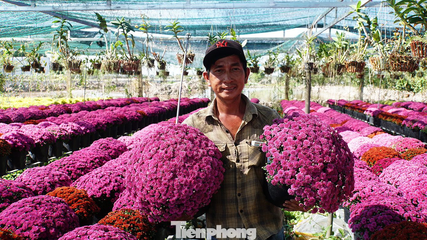 Đây là lần đầu Tổ hợp tác hoa kiểng khóm Tân An trình làng giống hoa mới tại thủ phủ hoa Sa Đéc này. Ảnh: Hòa Hội. Đây là lần đầu Tổ hợp tác hoa kiểng khóm Tân An trình làng giống hoa mới tại thủ phủ hoa Sa Đéc này. Ảnh: Hòa Hội.