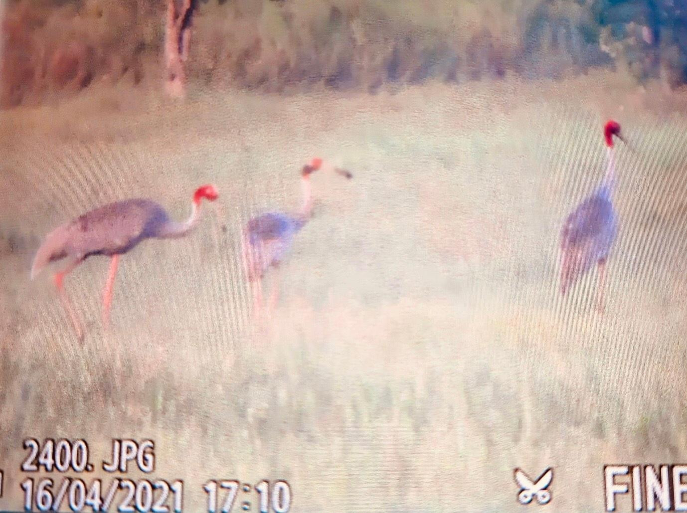 Sếu đầu đỏ trở về Vườn Quốc gia Tràm Chim sau gần 2 năm vắng bóng. - Ảnh: Lê Minh Chánh Sếu đầu đỏ trở về Vườn Quốc gia Tràm Chim sau gần 2 năm vắng bóng. - Ảnh: Lê Minh Chánh