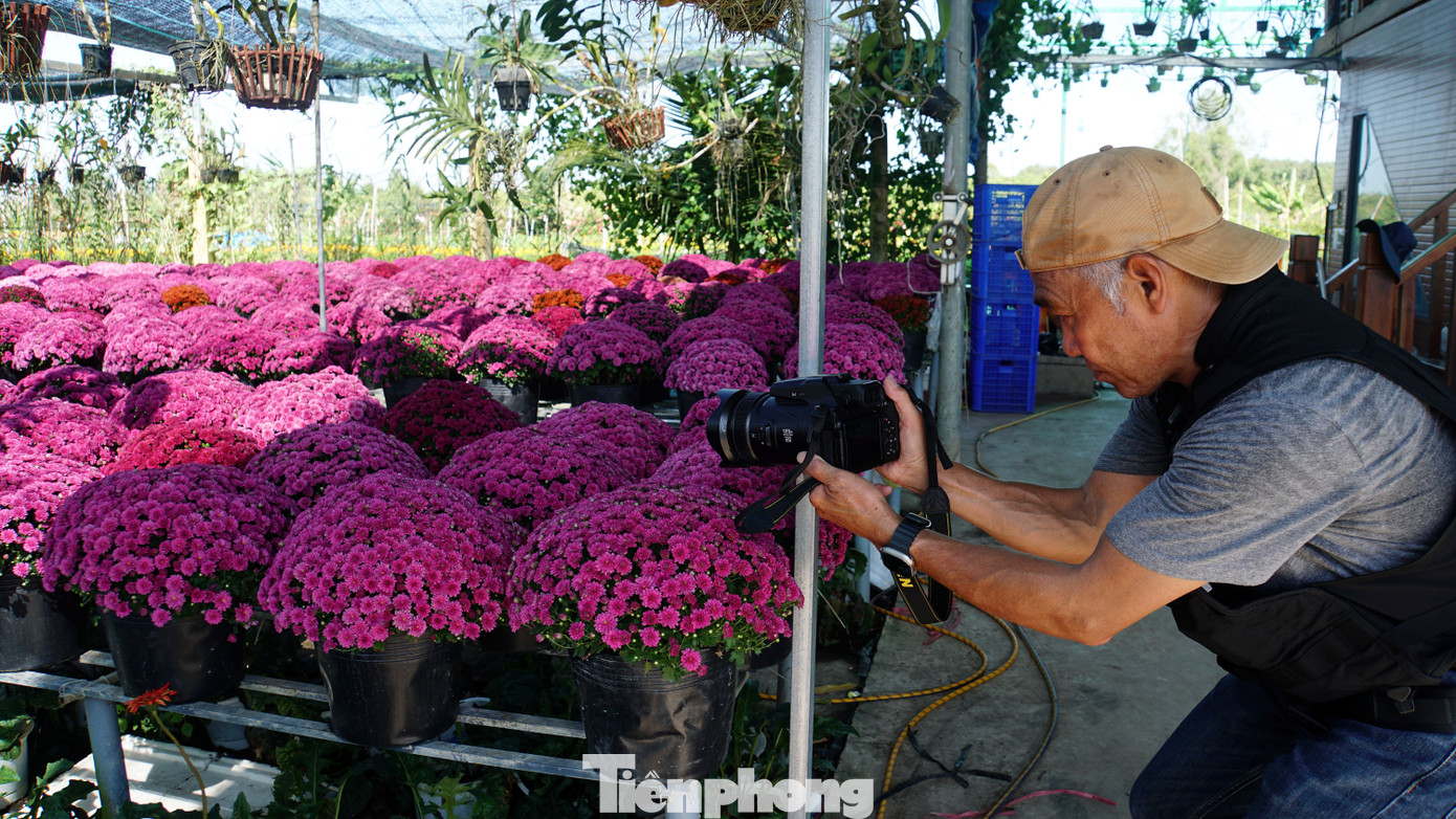 Ông Nguyễn Trần, việt kiều từ Canada trở về TPHCM cách nay mấy hôm, ông cho biết: “Xem trên mạng thấy lần đầu xuất hiện cúc mâm xôi nhiều màu sắc ở làng hoa Sa Đéc nên đến đây chiêm ngưỡng, chụp ảnh làm kỷ niệm”. Ảnh: Hòa Hội. Ông Nguyễn Trần, việt kiều từ Canada trở về TPHCM cách nay mấy hôm, ông cho biết: “Xem trên mạng thấy lần đầu xuất hiện cúc mâm xôi nhiều màu sắc ở làng hoa Sa Đéc nên đến đây chiêm ngưỡng, chụp ảnh làm kỷ niệm”. Ảnh: Hòa Hội.
