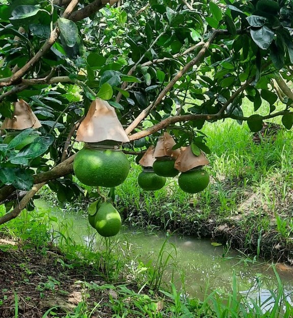 Theo anh Tâm, năm nay năng suất các loại quả tạo hình đạt thấp do thời tiết bất lợi, mưa nhiều, trái non bị hỏng số lượng lớn.