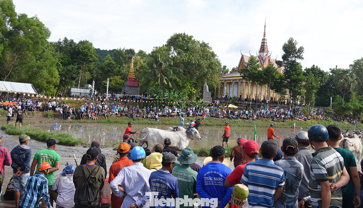 Quang cảnh hội đua bò chùa Rô. Ảnh: Hòa Hội.
