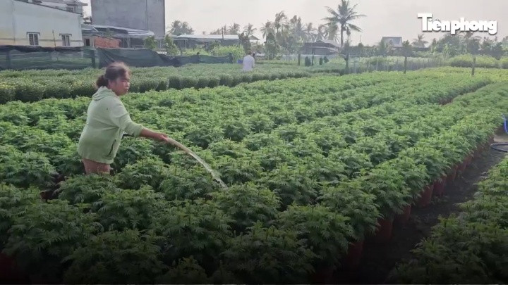 Năm nay, vợ chồng ông Danh trồng hơn 2.000 chậu hoa cúc phục vụ Tết, đến thời điểm này đã bán cho thương gần hết, với giá 170.000 đồng/cặp.