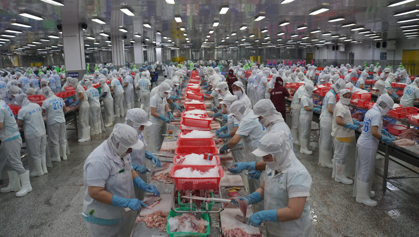 Công nhân chế biến cá tra tại Đồng Tháp. Ảnh: Hòa Hội