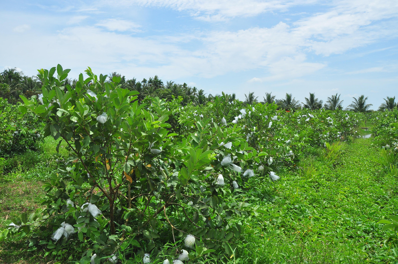 Quanh cảnh khu vườn ổi của bà Hoa Cùng hoàn cảnh, bà Cao Thị Ngọt (ấp Ba Lăng) trồng 0,4 ha ổi trái chín đến kỳ thu hoạch nhưng vẫn không có người mua. "Dân ở đây sống chủ yếu từ cây trái, nhưng trồng đến thu hoạch không có người mua thì lấy đâu trả nợ, trang trải chi phí cuộc sống", bà Ngọt bộc bạch. Bà Ngọt chỉ trái chín để lâu bị hỏng Ổi chín quá lứa bị thối Cạnh nhà, mẹ của bà Ngọt là bà Đỗ Thị Dần (72 tuổi) cũng có 0,4 ha đang cho trái nhưng vẫn cùng cảnh ngộ. Bà cho biết, dịp Tết cũng có 1 đợt thu hoạch trái không có người mua phải đổ bỏ cho cá ăn, giờ lại không có người mua nên vô cùng lo lắng. Men theo các vùng nông thôn trên địa bàn huyện Kế Sách bắt gặp rất nhiều vườn ổi đang cho trái sum suê còn nằm trên cây. Chị Trần Thị Thủy, người dân ở ấp Mỹ Lợi, xã Nhơn Mỹ (Kế Sách) cho biết, sau tết đến nay mặt hàng ổi liên tục giảm giá; hiện nay, ổi lê Đài Loan và ổi ruột đỏ thì các vựa trên địa bàn huyện mua với giá 2.000 - 3.000 đồng/kg, tuy nhiên ổi nữ hoàng thì họ không mua, khiến người dân lao đao. Chứng kiến cảnh nhiều người dân không bán được, chị Thủy kết nối với các mạnh thường quân, đơn vị ở Cần Thơ và TPHCM 'giải cứu' giúp nông dân được hơn chục tấn. Tuy nhiên, cô cho biết, trên địa bàn huyện còn nhiều người vẫn chưa bán được. Hiện nay toàn huyện Kế Sách có 16.700 ha cây ăn trái, trong đó dừa chiếm 1.700 ha, còn lại các loại cây khác. Ông Vũ Bá Quan, Trưởng phòng NN&amp;PTNT huyện Kế Sách cho biết, do ảnh hưởng của dịch COVID - 19, một số loại cây ăn trái trực tiếp hoặc gián tiếp bị ảnh hưởng, trong đó rõ nhất là nhãn, bưởi, xoài, sầu riêng cả về giá và lượng tiêu thụ, giảm từ 30 -50% so trước dịch. Đối với ổi, toàn huyện có khoảng 400 ha (ổi Đài Loan, nữ hoàng và Rubi), mặt hàng này chủ yếu tiêu thụ nội địa và một ít sang Campuchia; tuy nhiên giá cả biến động liên tục, có thời điểm trên 7.000 đồng/kg, giờ còn 2.000 - 3.000 đồng/kg; ảnh hưởng đến thu nhập của người dân khoảng 30% về giá trị so với trước. - Ảnh: Hòa Hội