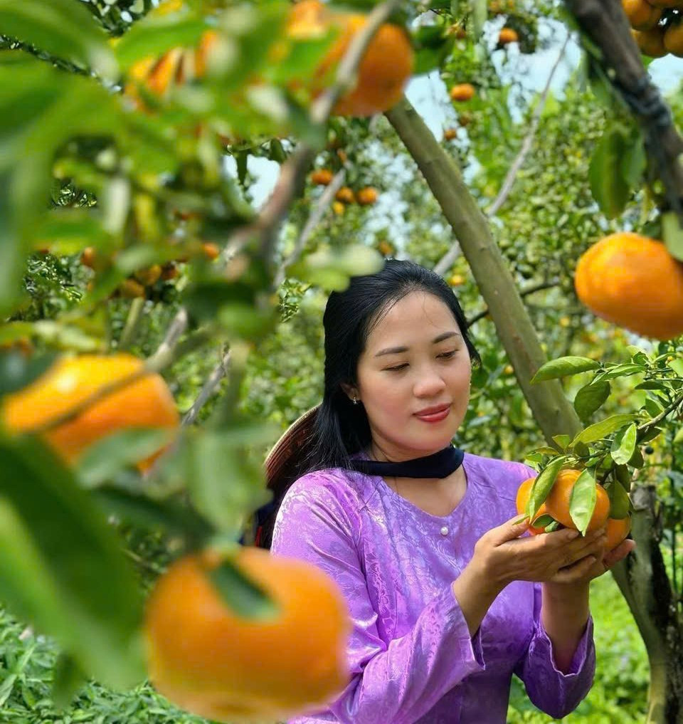 Du khách chụp ảnh tại vườn quýt Hồng Danh.