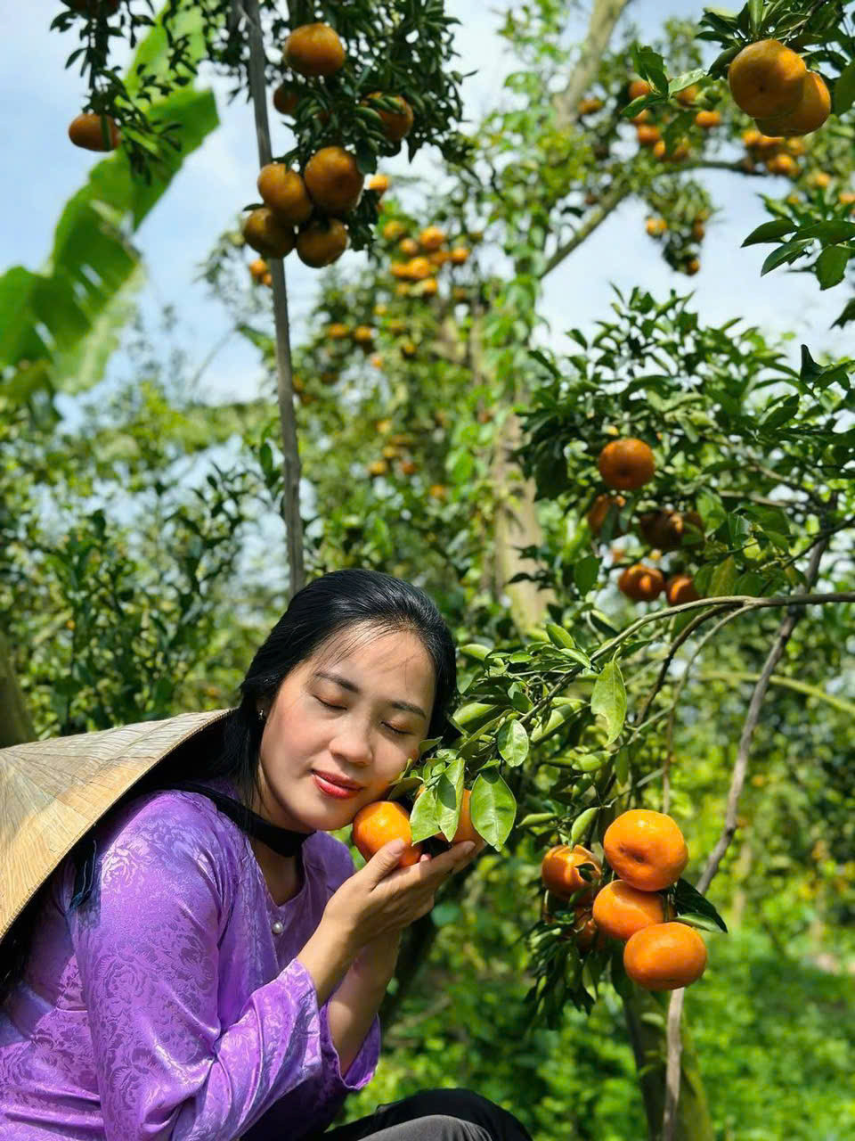 Du khách 'thả hồn' bên vườn quýt trĩu quả.