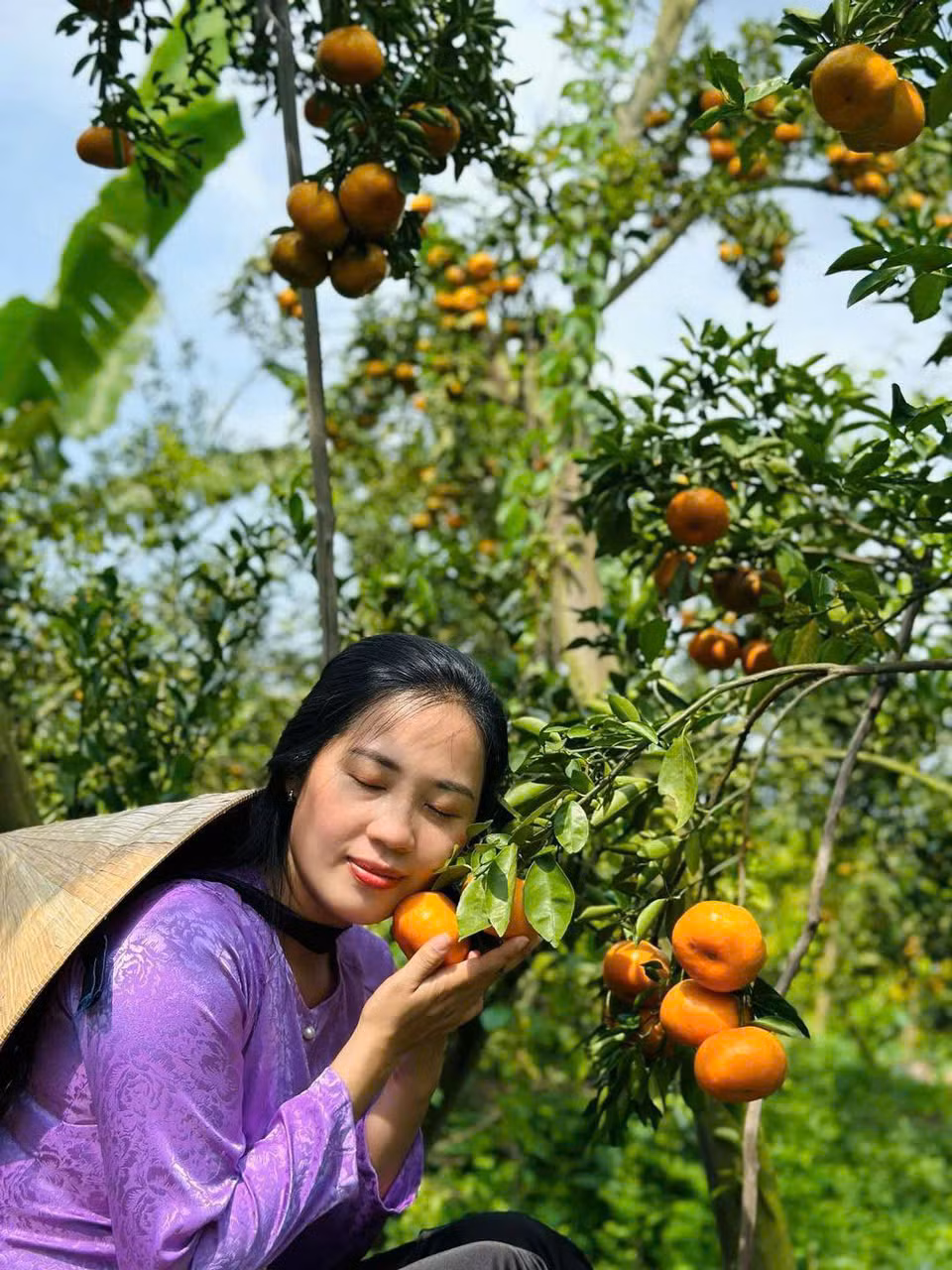 Du khách 'thả hồn' bên vườn quýt trĩu quả.