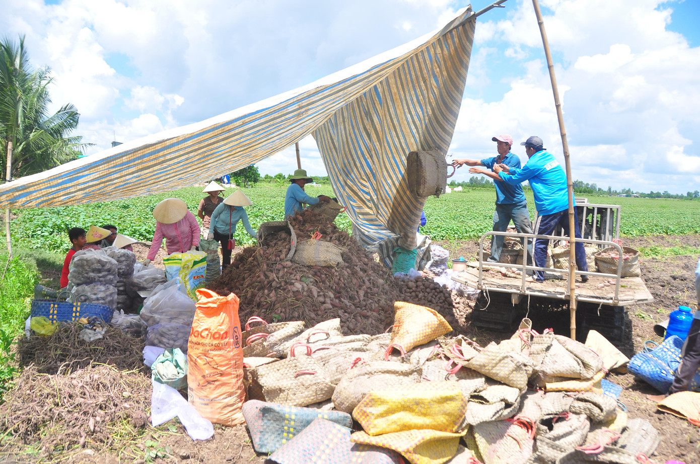 Ông Ngô Văn Hải, Phó giám đốc Hợp tác xã Tân Thành cho biết, trước giờ chưa có tình trạng rớt giá như hiện nay, năm trước tình hình dịch, khó khăn, giá rẻ nhưng vẫn xuất bán sáng Trung Quốc được, còn năm nay thì thua. Giờ chỉ bán nội địa, nhưng sản lượng tiêu thụ ít, trong khi trong dân còn rất nhiều.