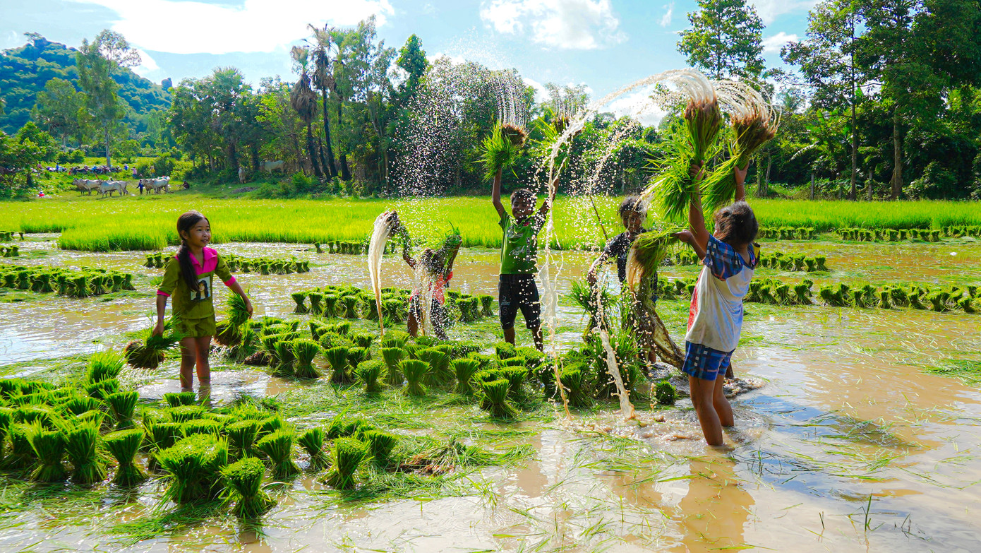 Trẻ em đồng bào Khmer háo hức tham gia cấy mạ. Ảnh: PV. Trẻ em đồng bào Khmer háo hức tham gia cấy mạ. Ảnh: PV.