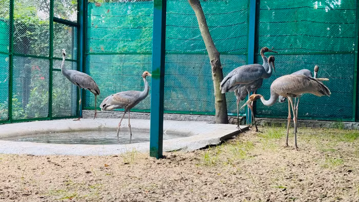 6 cá thể Sếu đầu đỏ có 3 cá thể cái, 3 cá thể trống được cách ly tại Thảo Cầm Viên Sài Gòn.