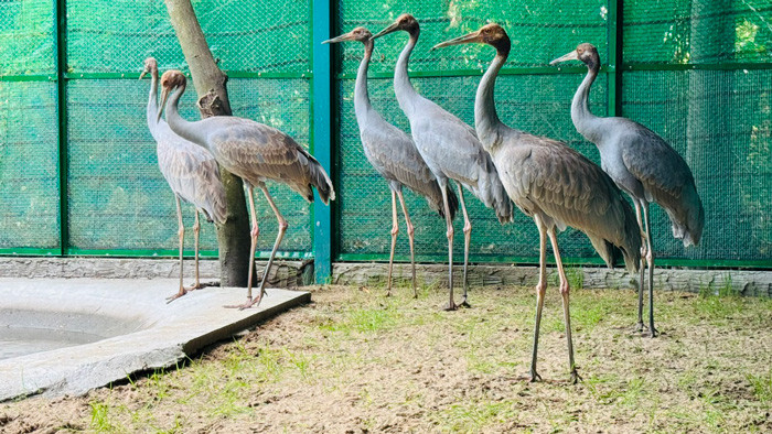 6 cá thể sếu được nuôi tại Vườn Quốc gia Tràm Chim, huyện Tam Nông, tỉnh Đồng Tháp.