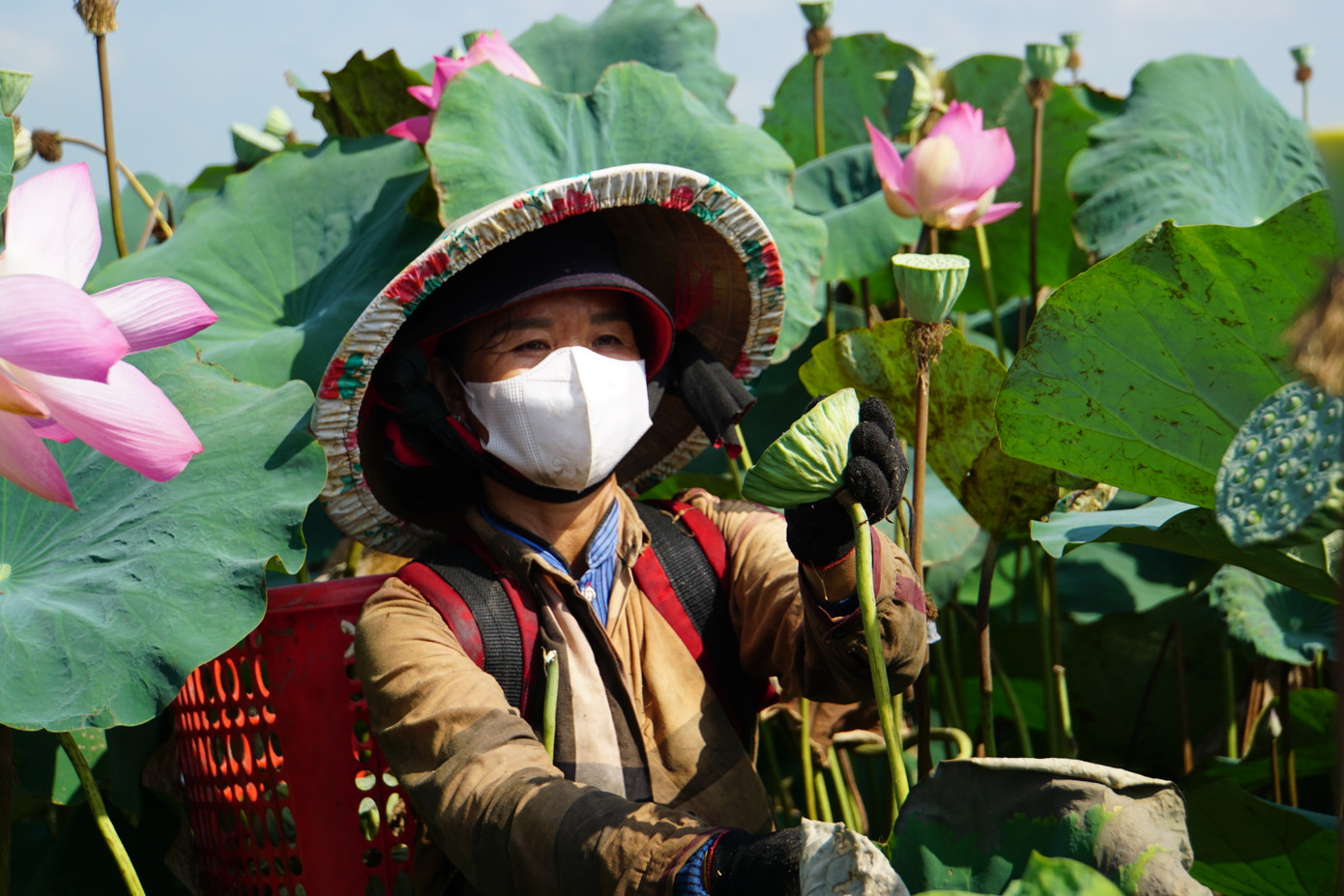 Nông dân Đồng Tháp thu hoạch sen. Nông dân Đồng Tháp thu hoạch sen.