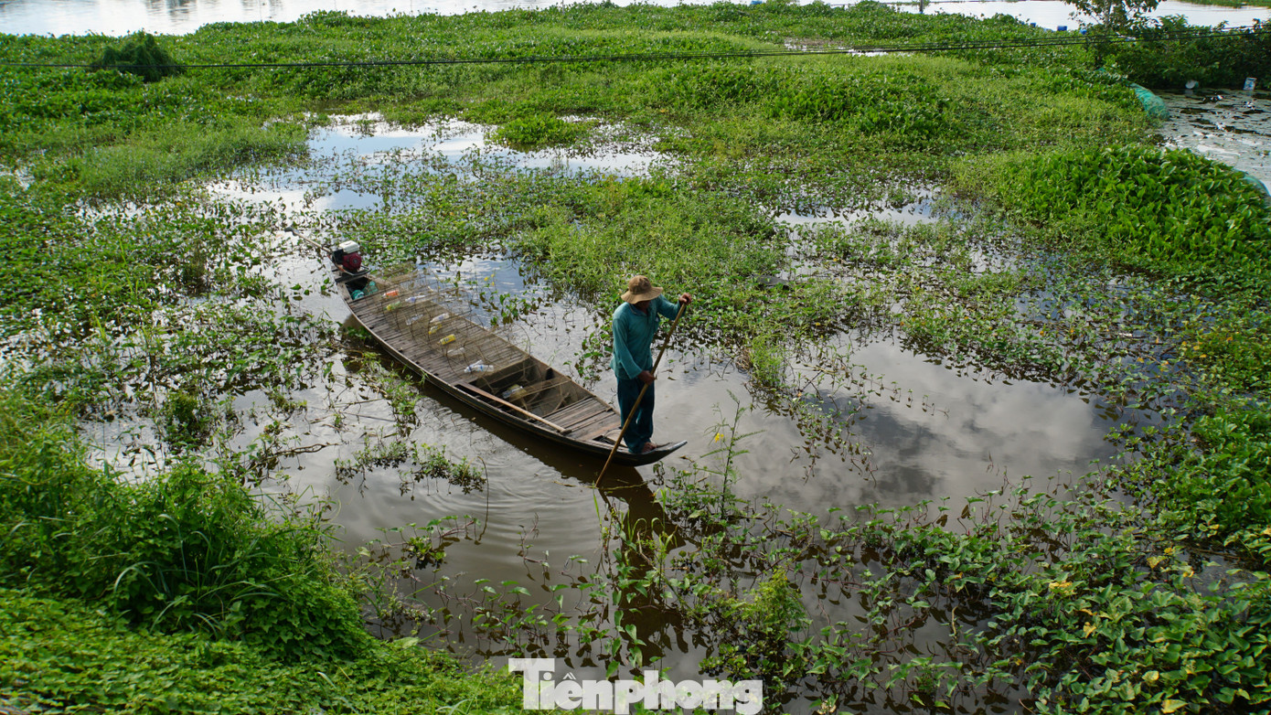 Người dân ở đầu nguồn huyện An Phú, An Giang đặt lọp bắt cá. Ảnh: Hòa Hội.