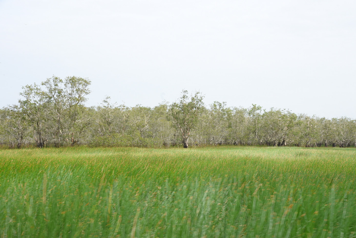 Vườn Quốc gia Tràm Chim. Ảnh: Hòa Hội Vườn Quốc gia Tràm Chim. Ảnh: Hòa Hội