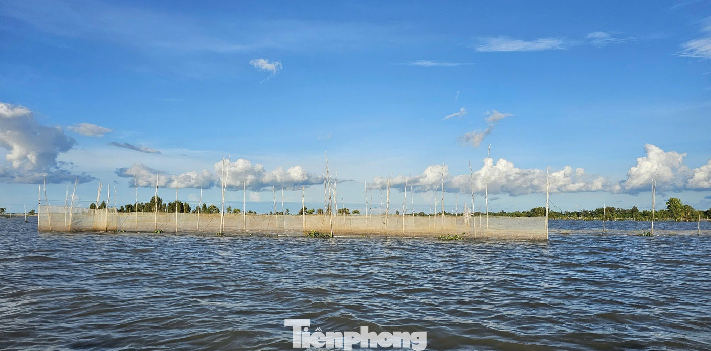 Người dân đặt dớn trên cánh đồng mênh mông nước ở vùng biên An Giang. Ảnh: Hòa Hội.