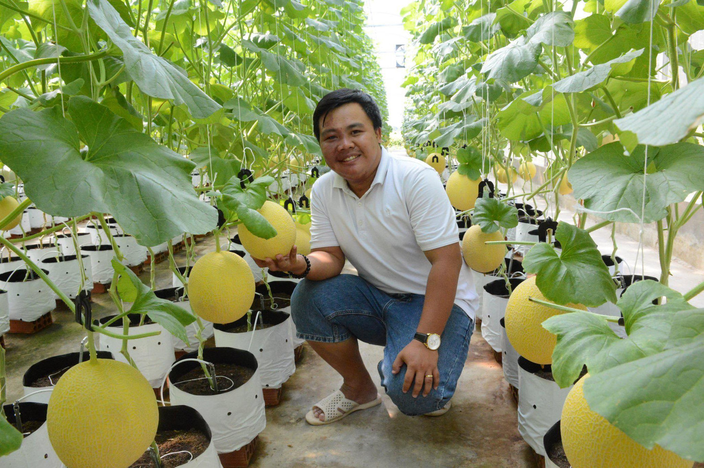 Bạn trẻ Cà Mau khởi nghiệp với mô hình dưa lưới công nghệ cao Bạn trẻ Cà Mau khởi nghiệp với mô hình dưa lưới công nghệ cao