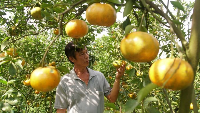 Hiện nay còn chưa đầy 1 tháng tháng đến Tết Nguyên đán 2023, thời điểm này các nhà vườn trồng quýt hồng ở huyện Lai Vung (Đồng Tháp) đang đón khách đến tham quan, đồng thời chăm sóc chuẩn bị phục vụ thị trường tết. Ảnh: Hòa Hội