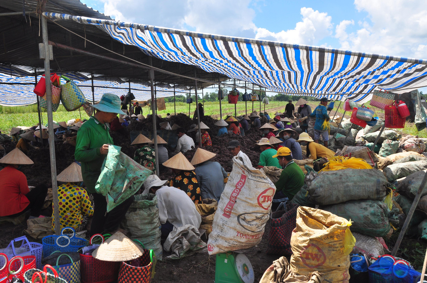 Trước tình trạng không tiêu thụ được khoai lang, Chủ tịch UBND xã Tân Thành Nguyễn Hoàng Anh kêu gọi các đơn vị, mạnh thường quân chung tay hỗ trợ nông dân để giảm bớt khó khăn.