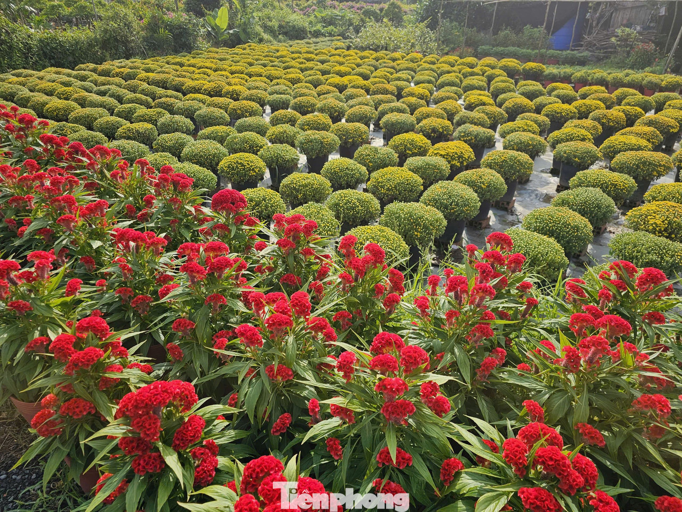 Hoa mồng gà, cúc mâm xôi đang nở khoe sắc. Ảnh: Hòa Hội