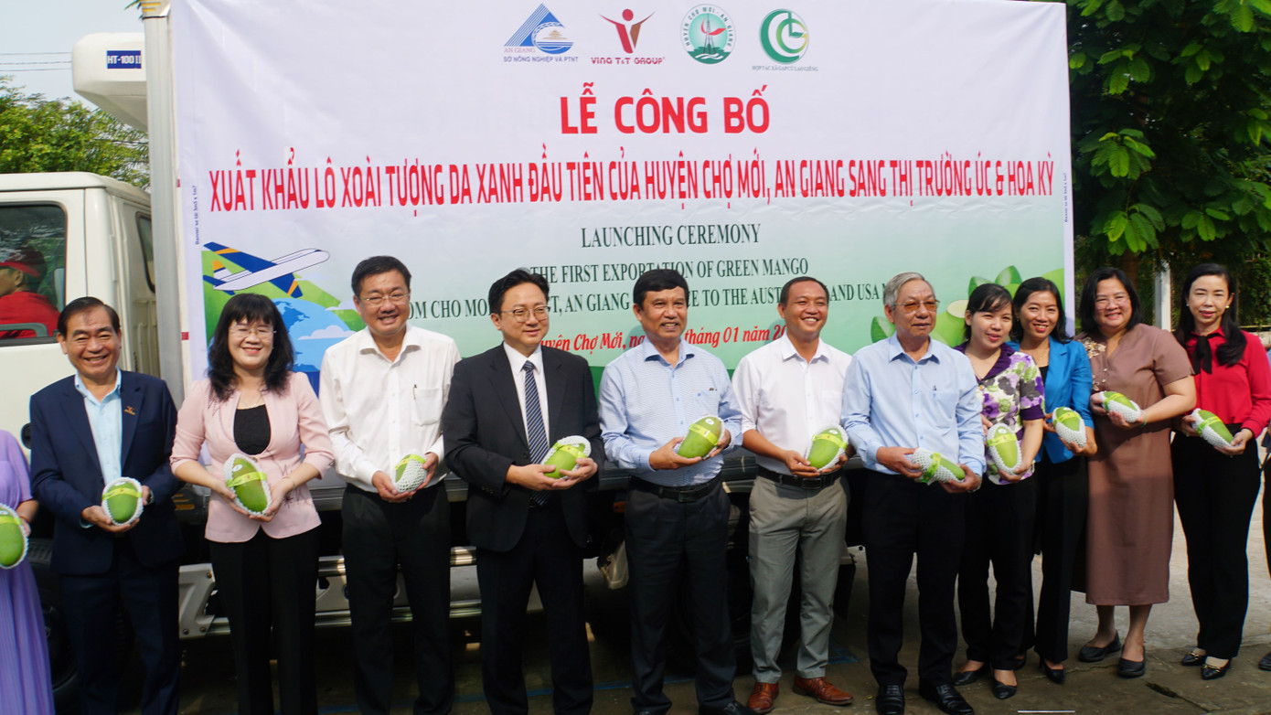 Xuất khẩu 7 tấn xoài tượng da xanh của huyện Chợ Mới sang Úc và Mỹ. Ảnh: Hòa Hội. Xuất khẩu 7 tấn xoài tượng da xanh của huyện Chợ Mới sang Úc và Mỹ. Ảnh: Hòa Hội.