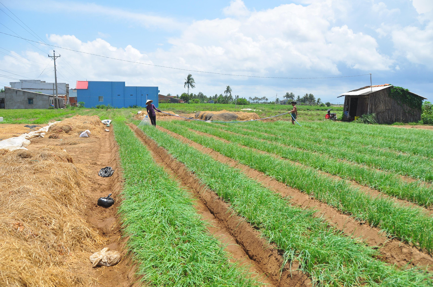 Ngày 19/4, ghi nhận của PV Tiền Phong, trên tuyến quốc lộ Nam Sông Hậu thuộc địa bàn xã Vĩnh Hải đến trung tâm thị xã Vĩnh Châu và nhiều tuyến đường khác của thị xã bắt gặp hình ảnh hành tím thu hoạch xong, nông dân gom lại chất đống trước sân hay trên ruộng. Ảnh: Hòa Hội