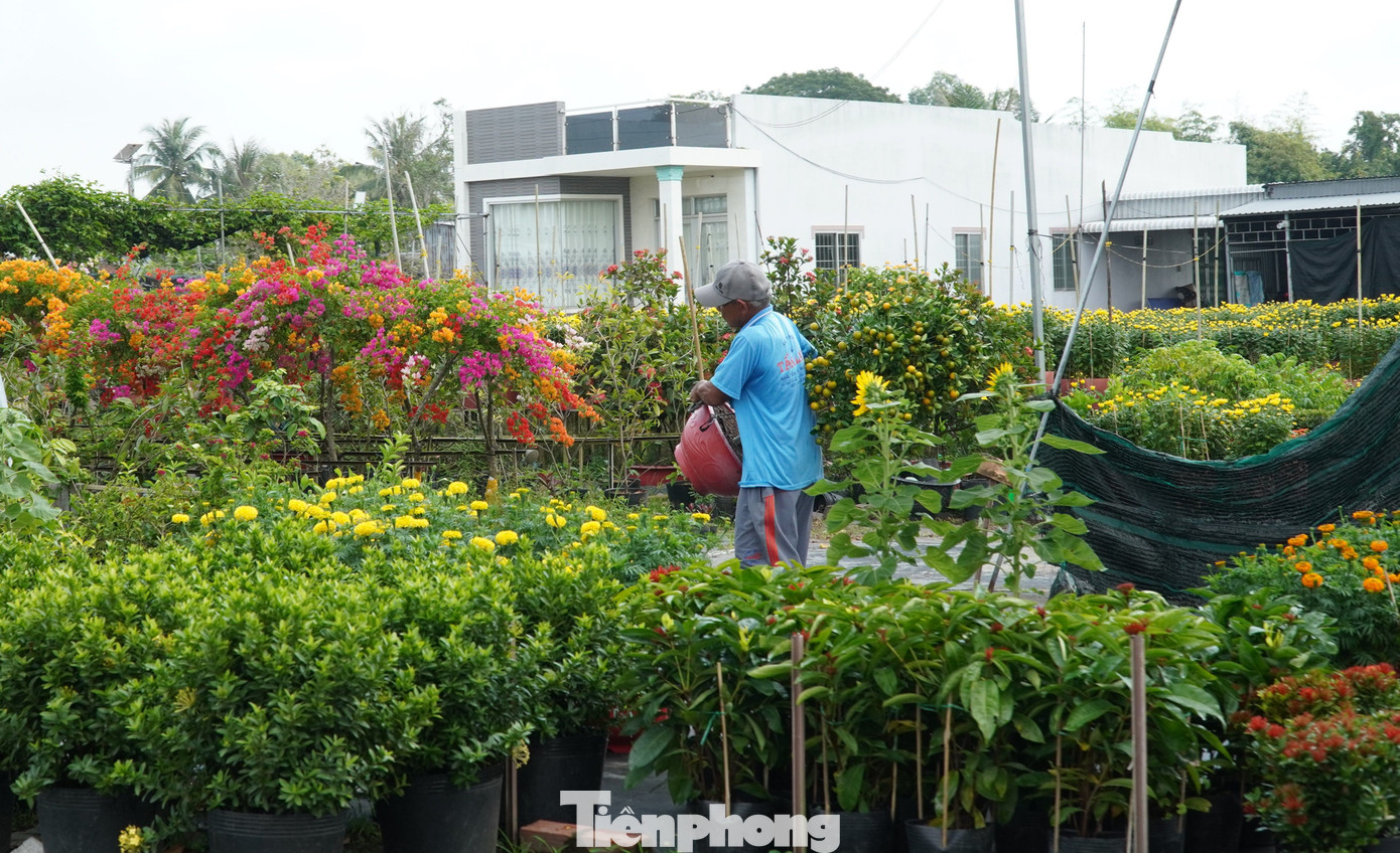 Người dân vận chuyển quất (tắc) đi thiêu thụ.