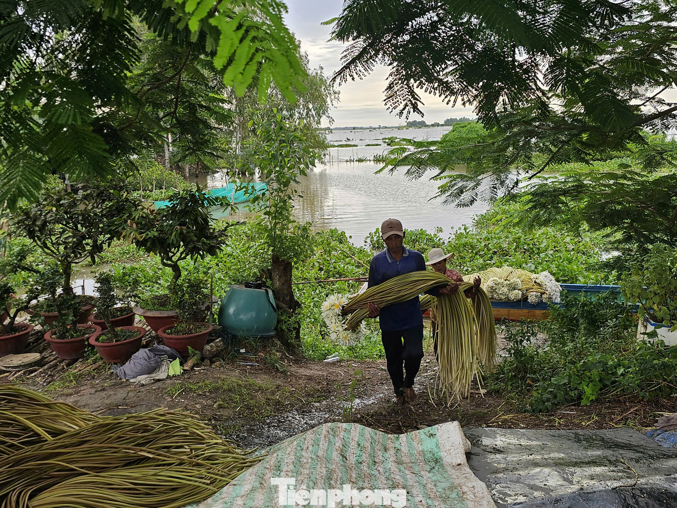 Người dân thu mua bông súng trên đồng rồi bán cho thương lái đưa đi tiêu thụ khắp nơi. Ảnh: Hòa Hội