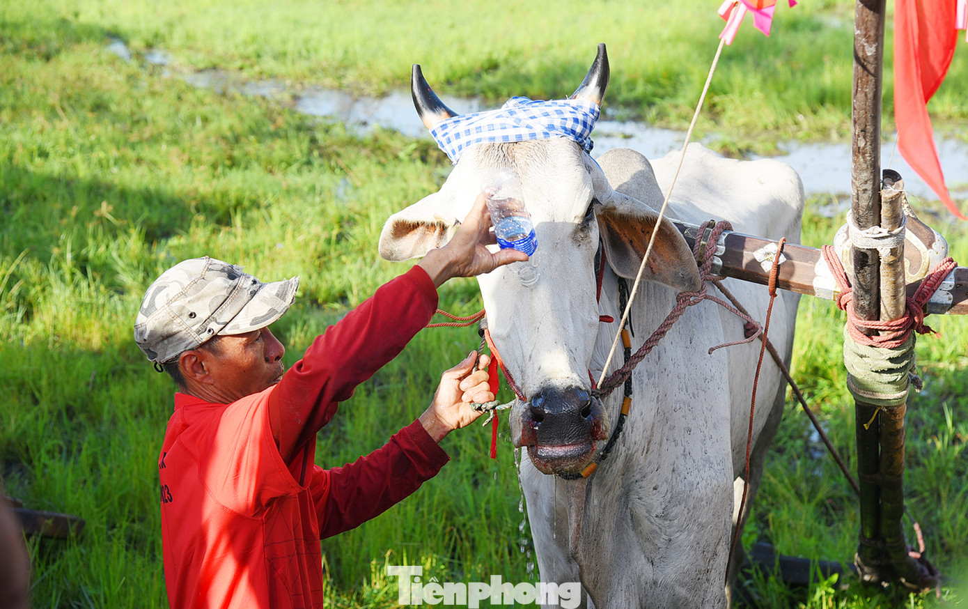 Chăm sóc cho bò trước khi thi đấu. Ảnh: Hoà Hội