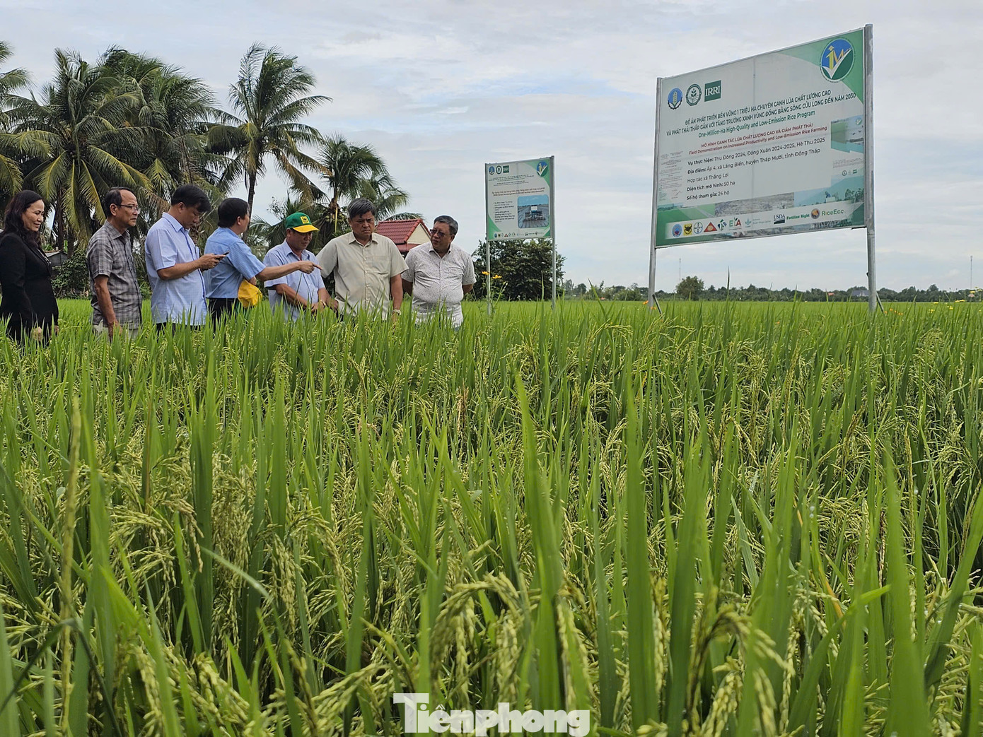 Đoàn công tác Bộ NN&PTNT khảo sát mô hình thí điểm triển khai trong đề án 1 triệu ha lúa chất lượng cao, phát thải thấp tại tỉnh Đồng Tháp. Ảnh: Hòa Hội Đoàn công tác Bộ NN&PTNT khảo sát mô hình thí điểm triển khai trong đề án 1 triệu ha lúa chất lượng cao, phát thải thấp tại tỉnh Đồng Tháp. Ảnh: Hòa Hội