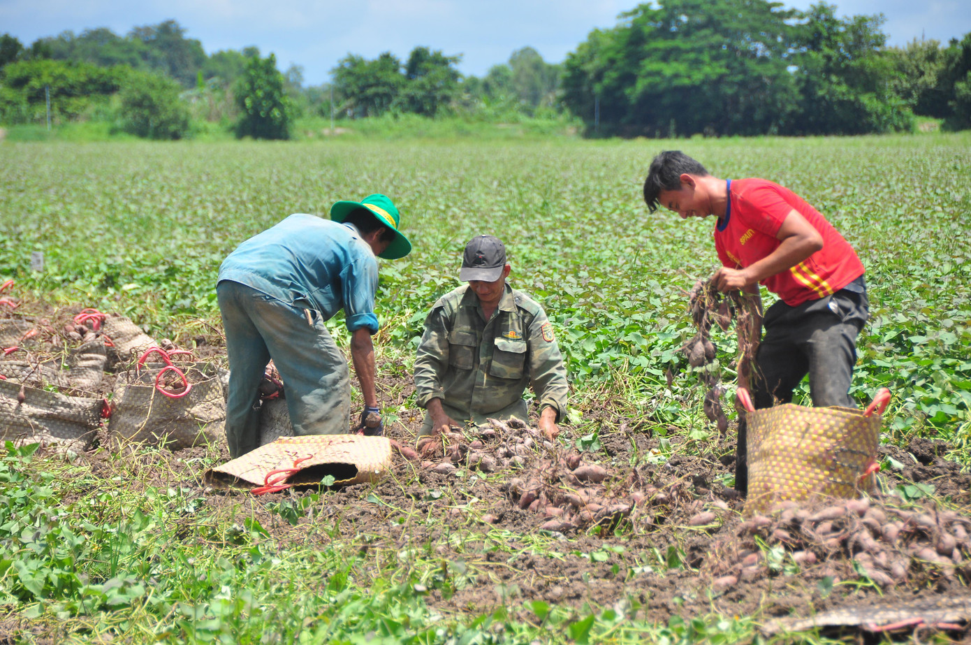Nông dân thu hoạch khoai lang ngày 29/5 tại xã Tân Thành, huyện Bình Tân, tỉnh Vĩnh Long