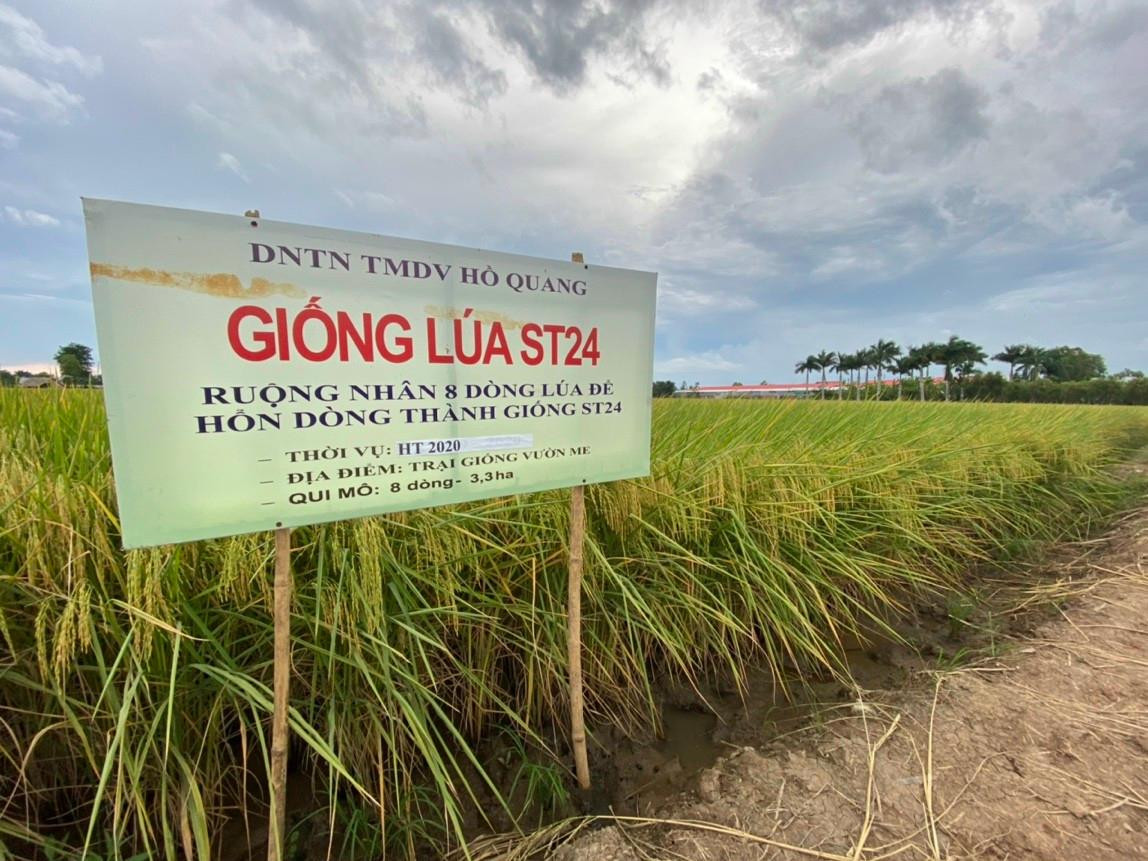 Cánh đồng lúa ST24 của DNTN Hồ Quang ở Việt Nam (ảnh: DN cung cấp). Cánh đồng lúa ST24 của DNTN Hồ Quang ở Việt Nam (ảnh: DN cung cấp).