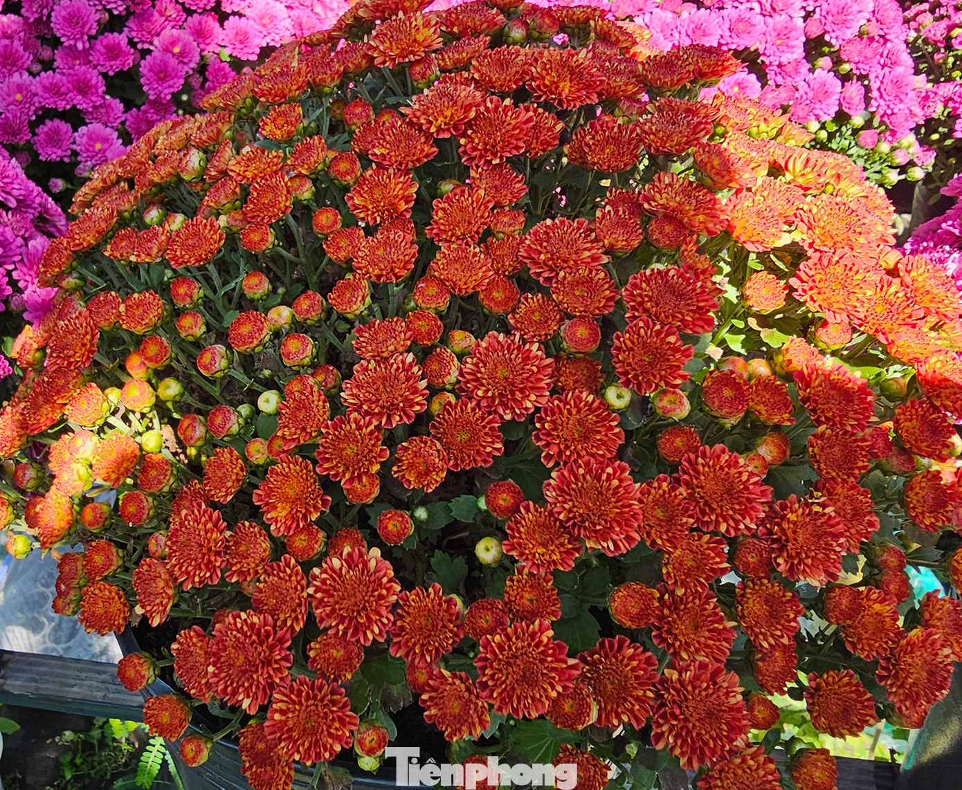 Cúc mâm xôi đỏ đô. Ảnh: Hòa Hội. Cúc mâm xôi đỏ đô. Ảnh: Hòa Hội.
