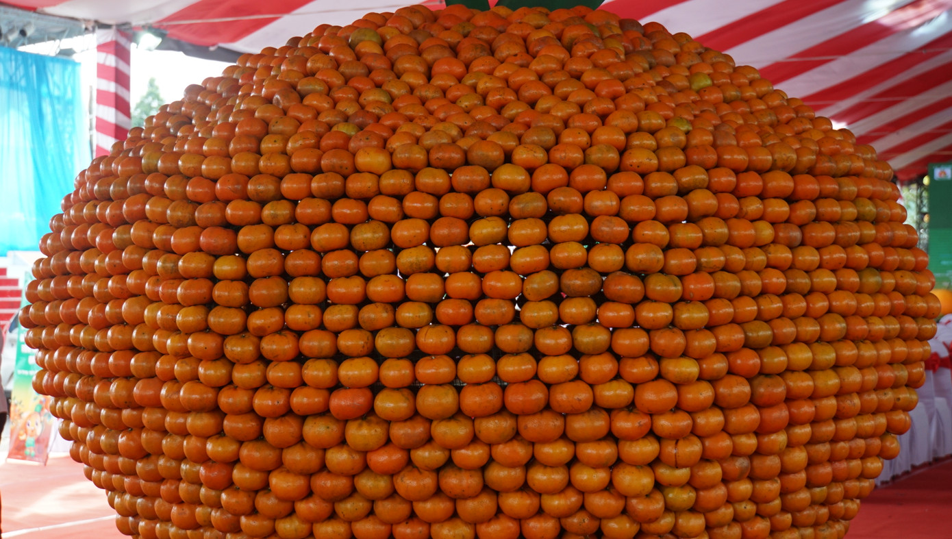 Trái quýt hồng khổng lồ được xếp từ 800kg quýt tươi với hơn 4.000 trái. .Ảnh: Hòa Hội