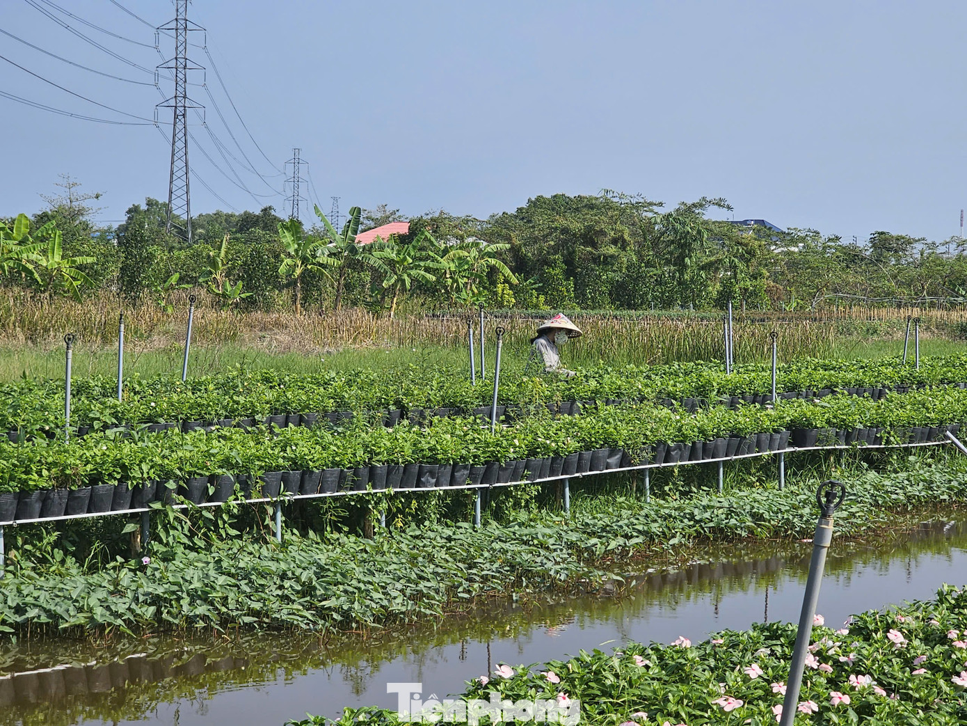 Người dân chăm sóc hoa giữa trời nắng. Ảnh: Hòa Hội.