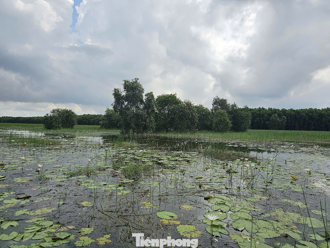 Những năm 1990, đàn sếu về vườn rất đông, có khi cả nghìn con, song thời gian gần đây dần thưa vắng, có năm không về. Ngày 7/3, vườn Quốc gia Tràm Chim ghi nhận 4 sếu đầu đỏ tìm về, bay lượn và đậu lại khoảng nửa giờ. Ảnh: Hòa Hội
