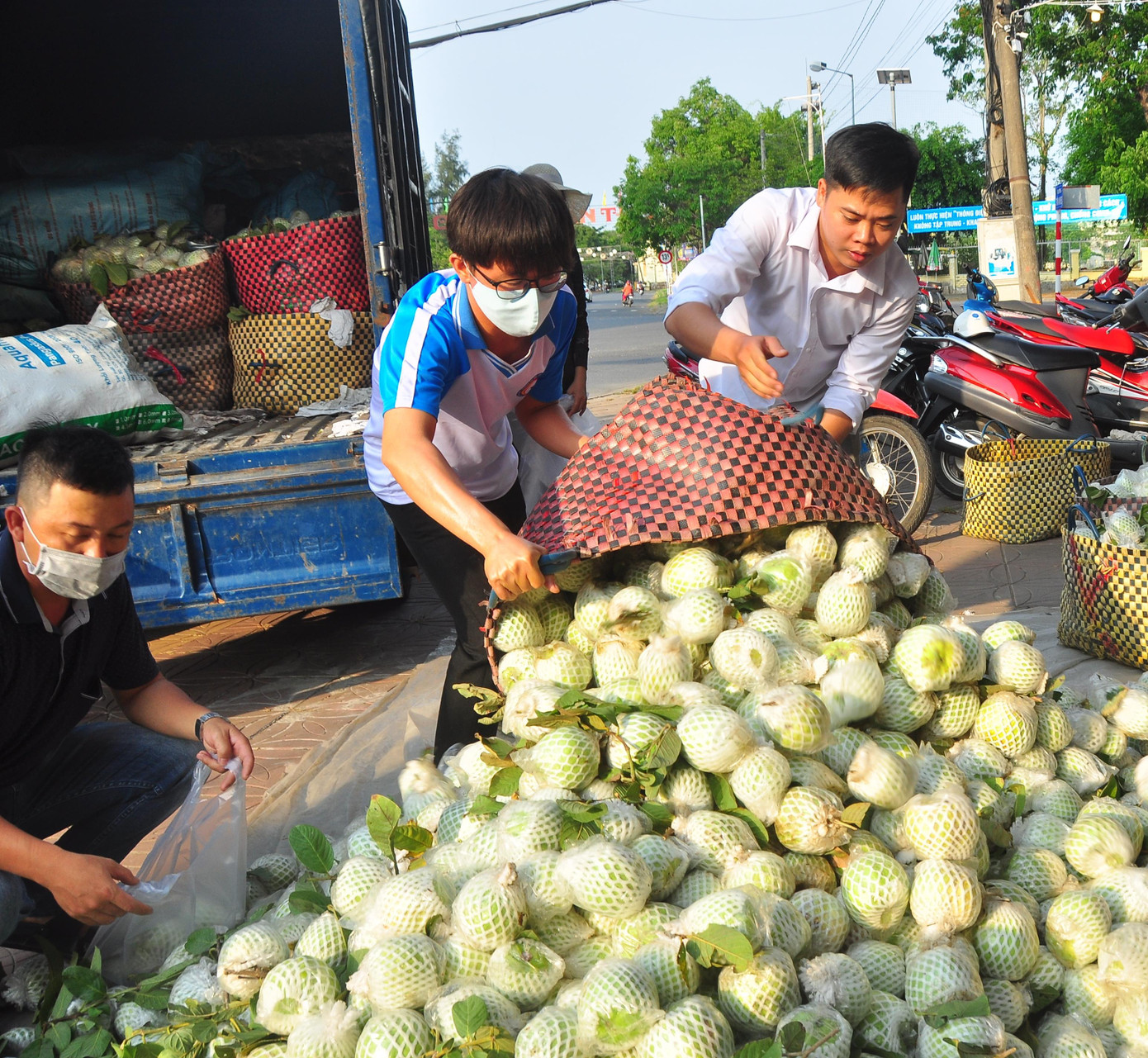 Từ sau Tết đến nay mặt hàng ổi liên tục giảm giá; hiện nay, ổi Đài Loan và ổi ruột đỏ các vựa trên địa bàn huyện Kế Sách mua với giá 2.000 - 3.000 đồng/kg, tuy nhiên ổi nữ hoàng họ không mua, khiến người dân lao đao.