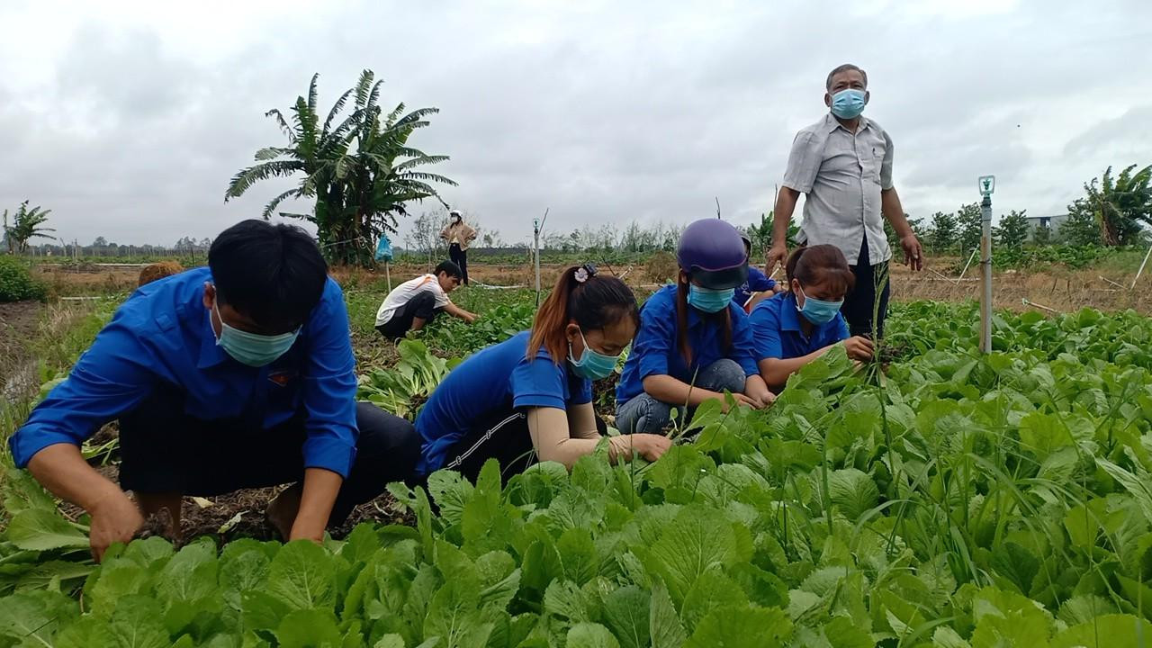 Anh Huỳnh Thanh Tuấn, Bí thư Huyện đoàn Chợ Mới cho biết, trước tình hình dịch COVID-19 ảnh hưởng đời sống người dân, huyện đã phối hợp các ban ngành tổ chức 'Chợ 0 đồng' và 'Chuyến xe 0 đồng' mang trực tiếp đến tận nhà hỗ trợ người dân. Đồng thời, vận động các nguồn lực, trong đó người dân hỗ trợ rau quả miễn phí, hoặc bán giá rẻ rồi sau đó đoàn viên thanh niên đến cắt mang tặng cho người nghèo.